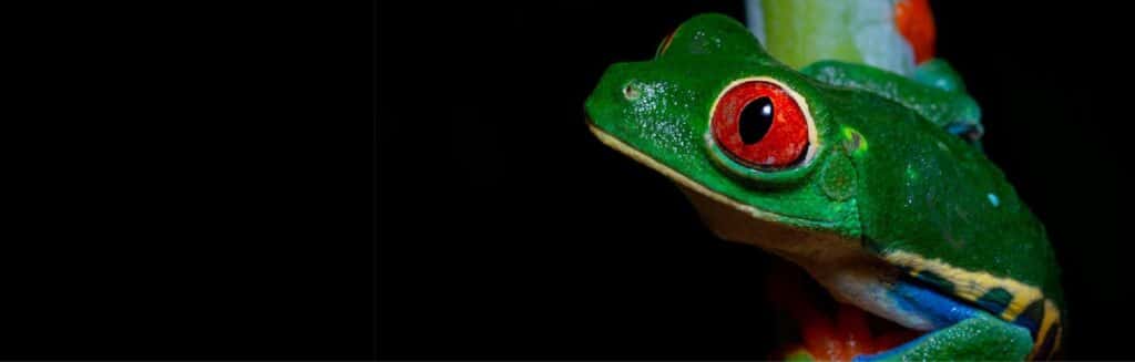 Colorful tropical frog with vibrant red eyes on a black background