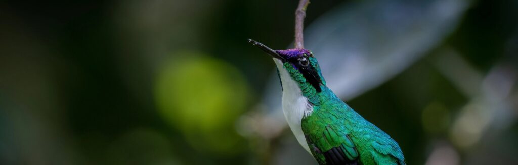 Colorful hummingbird perched in a lush green forest setting